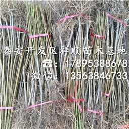 曙光油桃樹(shù)苗 種植技術(shù)、市場(chǎng)報(bào)價(jià)與咨詢服務(wù)指南
