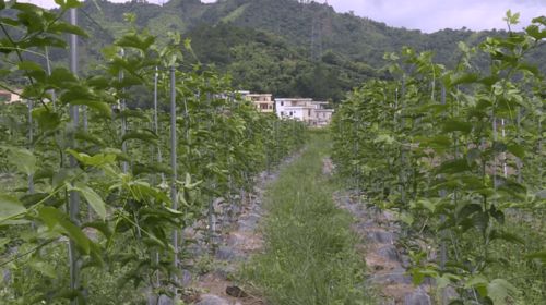 高良永豐共同種植約700多畝 今年預(yù)計(jì)產(chǎn)量與產(chǎn)值雙增收