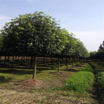 13公分香樟報(bào)價與青峰園林在線咨詢 自貢香樟苗木種植及技術(shù)全解析